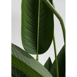 Kunstplant sterlitzia - Kare Design Paradise Flowers